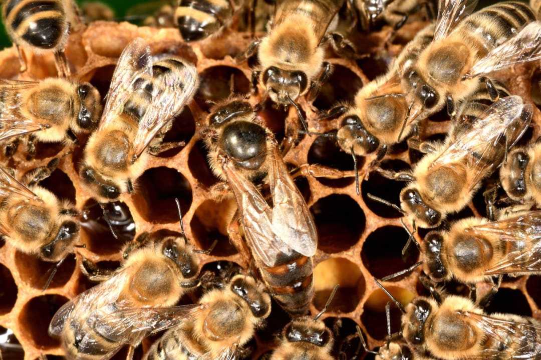 Svetový deň včely
