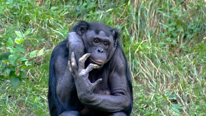 Světový den šimpanzů Bonobo