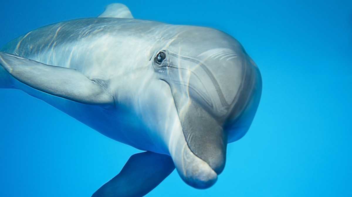 Světový den velryb a delfínů