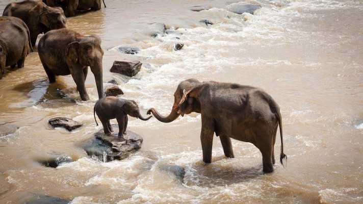 Světový den slonů