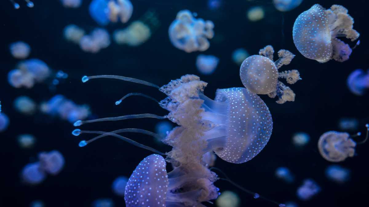 Světový den medúz