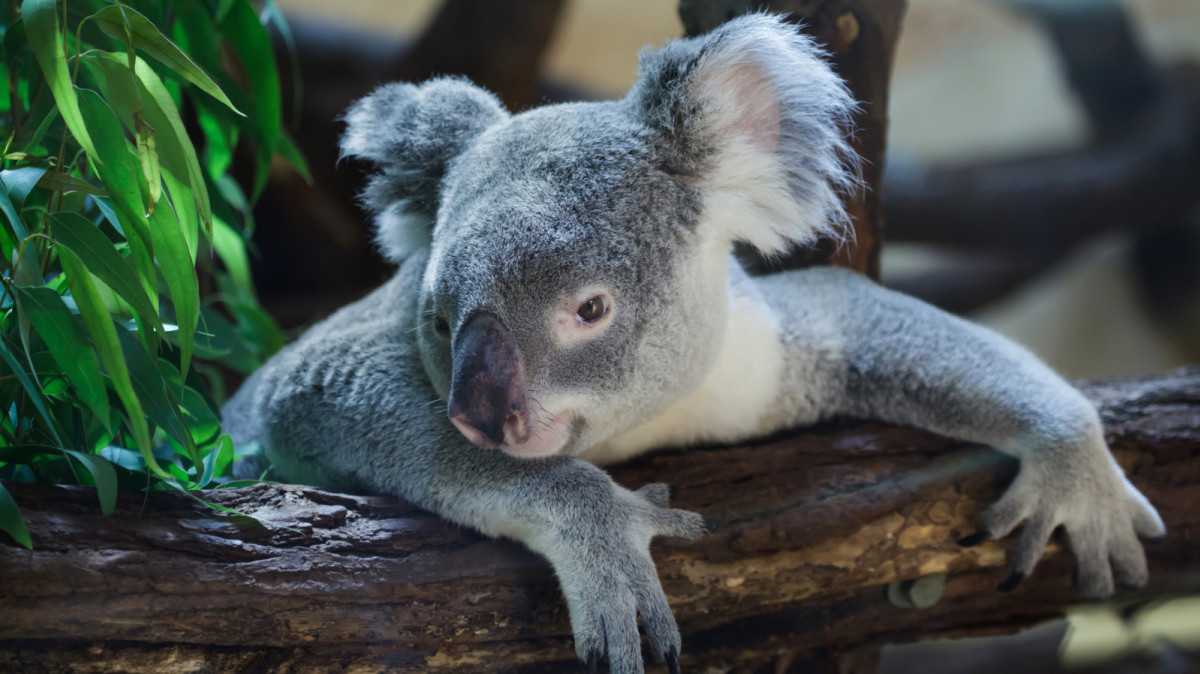 Den záchrany koal