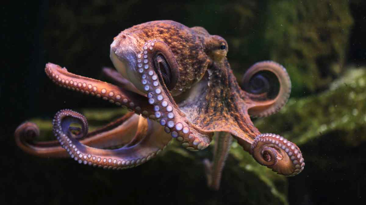 Světový den chobotnic