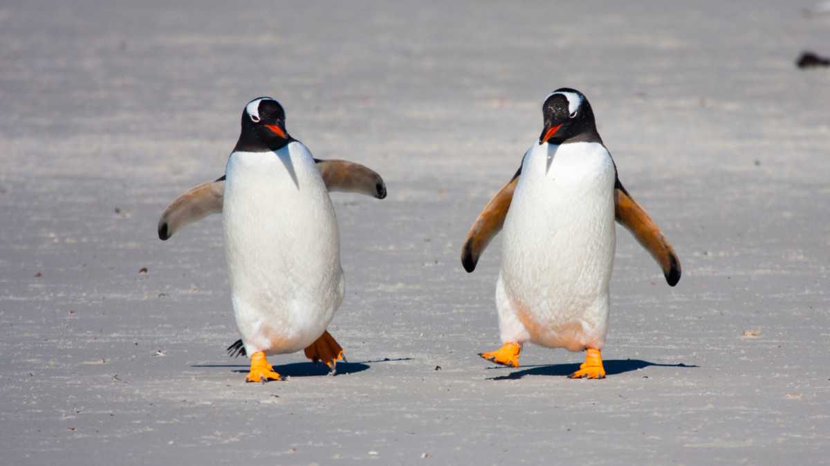 Světový den tučňáků