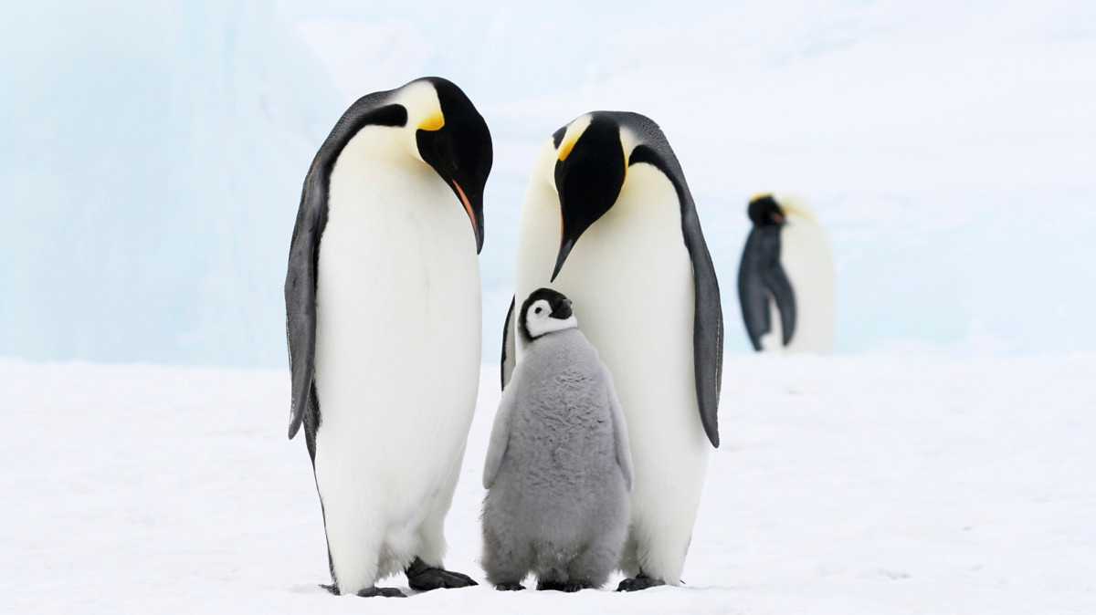 Den tučňáků