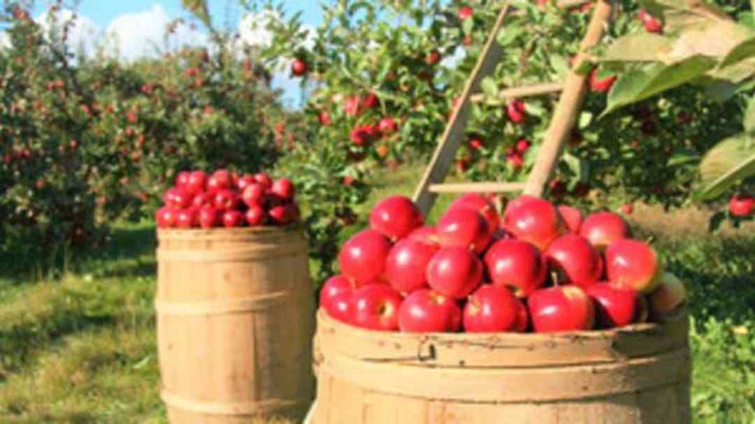 Den původních odrůd jablek