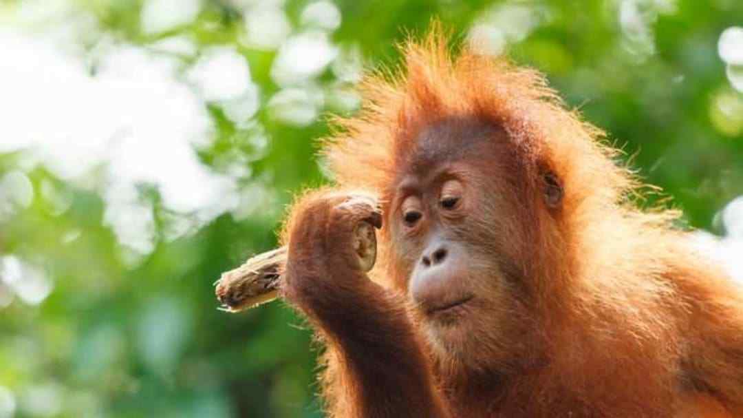 Mezinárodní den orangutanů