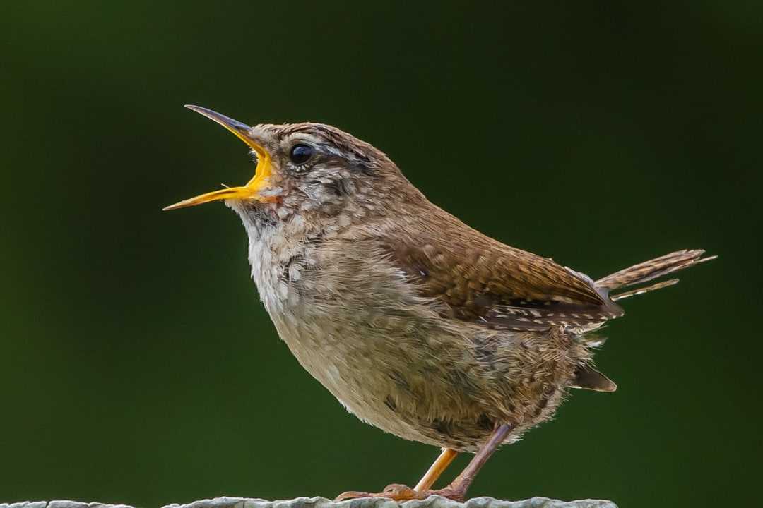 Mezinárodní dny ptačího zpěvu