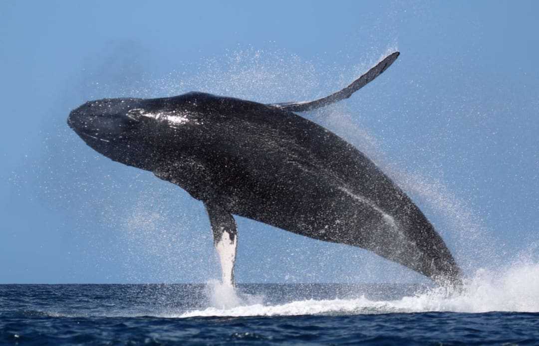 Světový den velryb