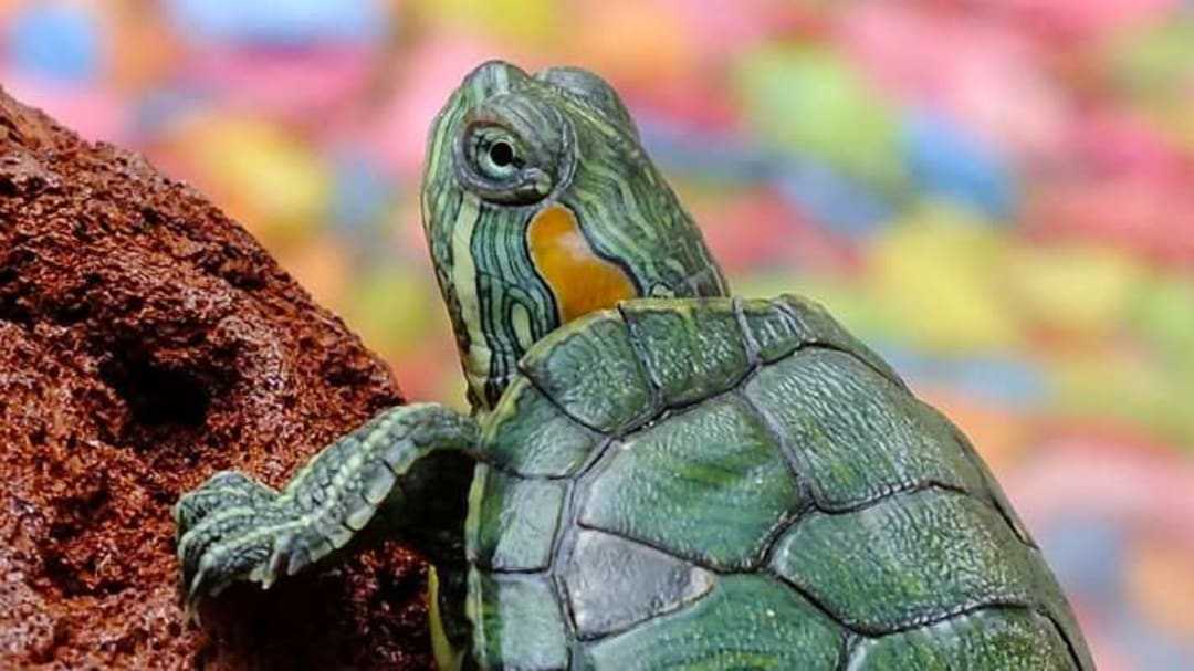 Svetový deň korytnačiek