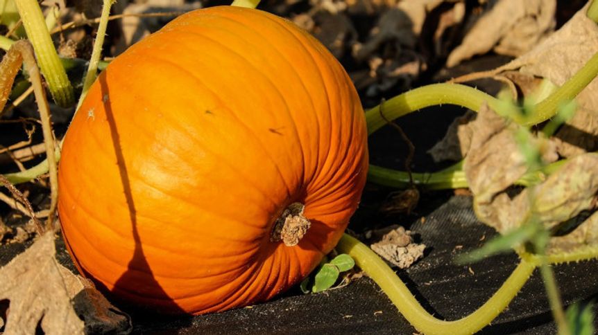 Měsíc biopotravin a ekologického zemědělství