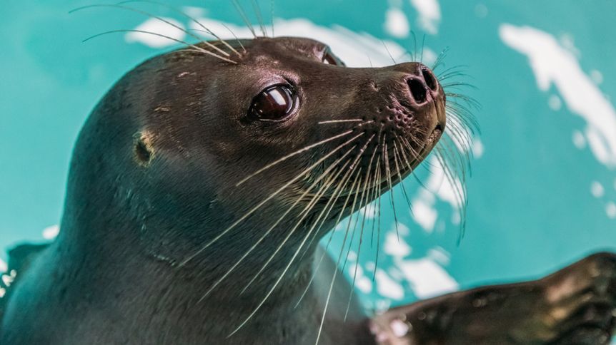 Marine Mammal Rescue Day