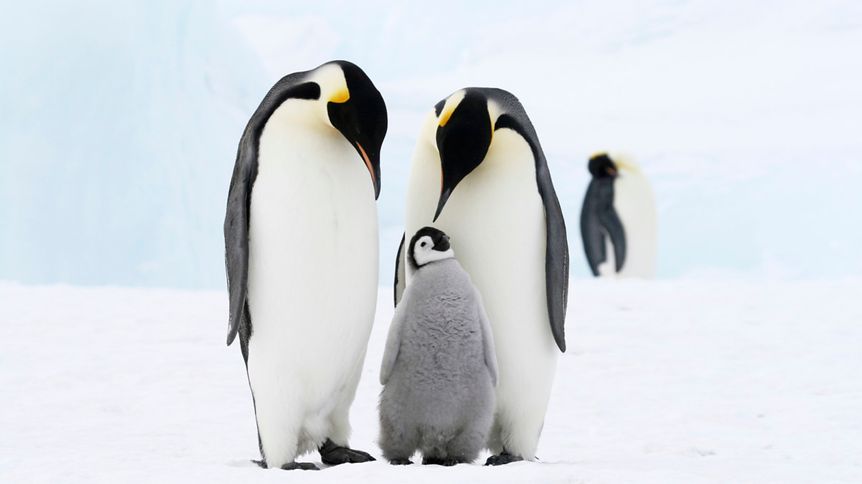 Den povědomí o tučňácích