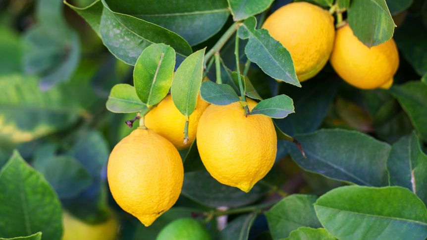 Den sázení citroníků