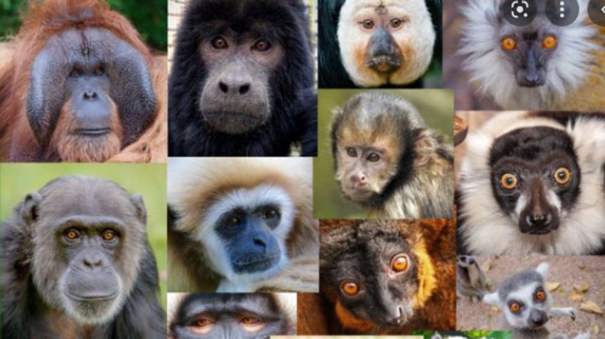 Mezinárodní den primátů
