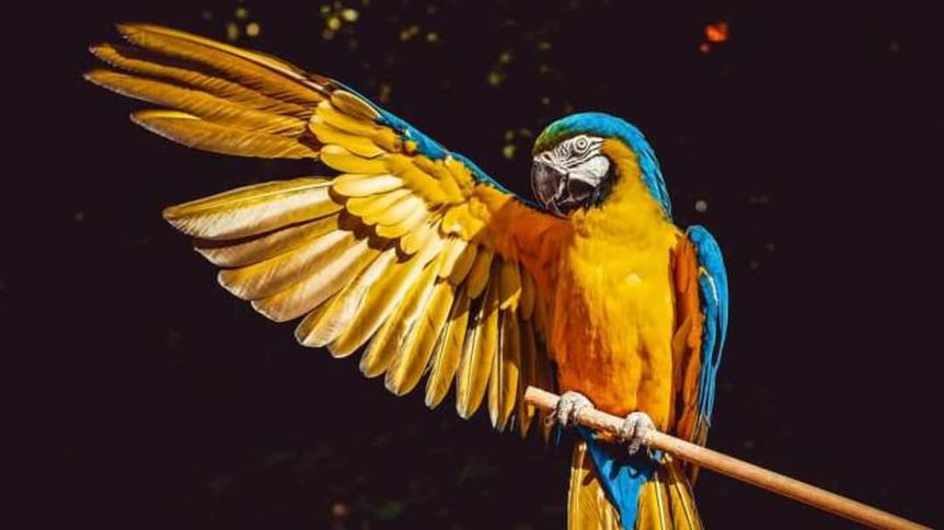 Světový den papoušků