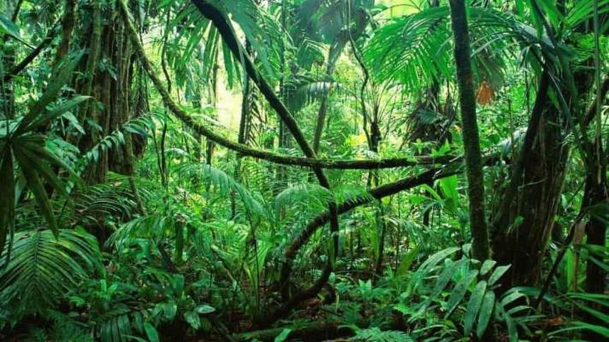 Světový den deštných pralesů