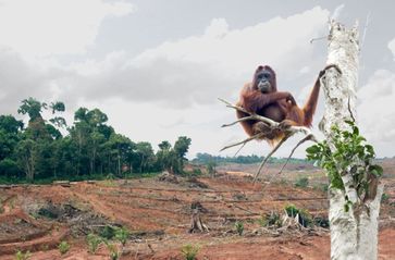 A day without palm oil