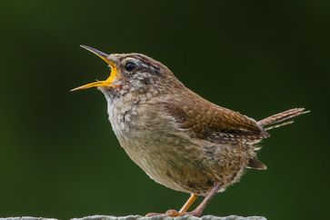 Medzinárodné dni vtáčieho spevu
