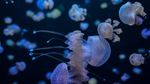 World Jellyfish Day