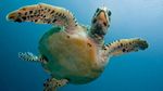 Světový den mořských želv