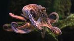 Světový den chobotnic