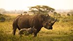Světový den nosorožců