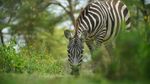 International Zebra Day