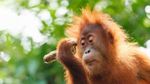 Medzinárodný deň orangutanov