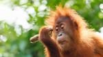 International Orangutan Day