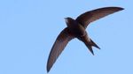 World Swift Day