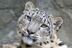 International Snow Leopard Day