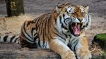 Mezinárodní den tygrů