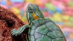 Světový den želv